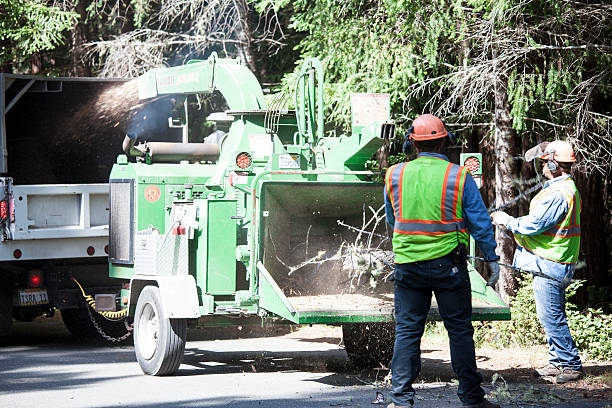 How Our Tree Care Process Works  in  Wilmington, IL